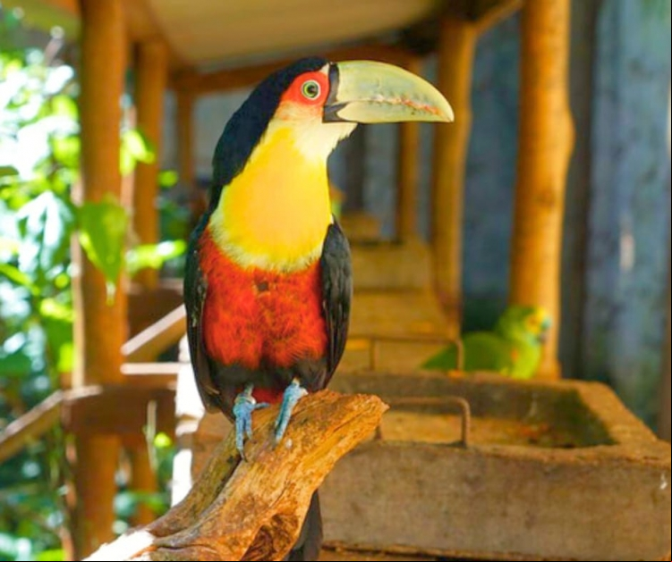 tucano zoo sjrp