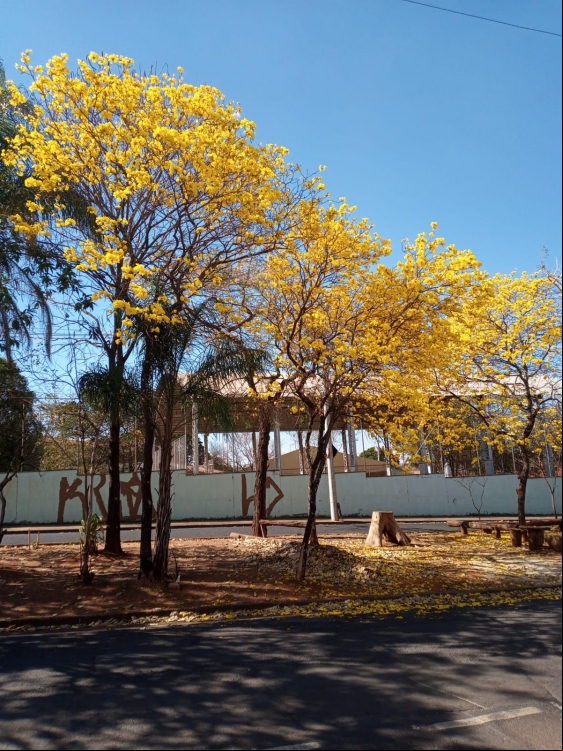 IpÃª um rua de SÃ£o JosÃ© do Rio Preto