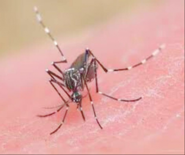 juntos contra o Aedes aegypti